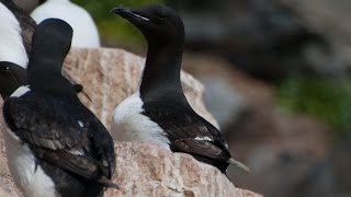 Arctic Marine Life Course Seabirds [upl. by Mohun624]