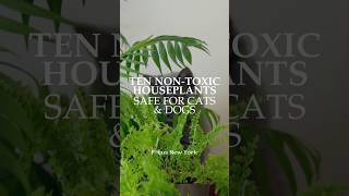 Ten NonToxic Houseplants Safe for Cats amp Dogs by Focus New York plants greenliving [upl. by Steele]