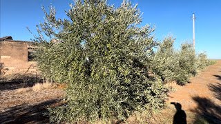 Oliveto Giovane🌳 Produzione🫒 30 settembre 2024 [upl. by Drofnas956]