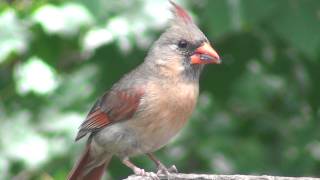 Northern Cardinal Birds of Indiana USA [upl. by Saalocin]