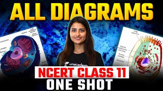 All Diagrams of Class 11th in One Shot  NEET 2024  Seep Pahuja [upl. by Spalding]