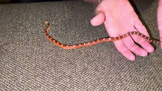 Blood Red Pied Sided Corn Snake [upl. by Kachine]