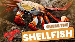 “Marine Mysteries Unveiling Shellfish Crustaceans and More” guesswhat shellfish aquarius sea [upl. by Aila]