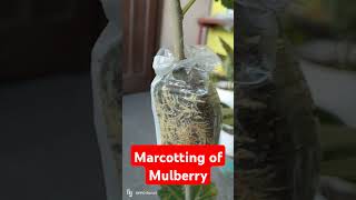 Mulberry Marcotting brokernolynandrade marcotting garden plants mulberry [upl. by O'Toole135]