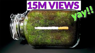 CIGARETTE IN SOIL  1 YEAR Time Lapse 8K [upl. by Colb]