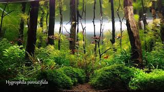 Planted Aquarium Forest Aquascape [upl. by Farrow]