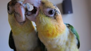 16 week old White Bellied Caiques  Muffin and Buddy [upl. by Akiria]