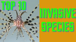 Invasive Species Top 10 [upl. by Henghold]