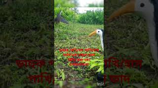 ডাহুক পাখি ধরার ফাদ তৈরীর পদ্ধতি।How to make Gallinule bird trapdahuk pakhir fadজাংগীফাদshort [upl. by Hinch919]