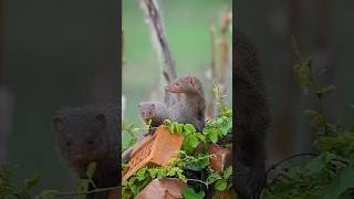 Mongoose The Most Unbelievable Animal🦨sgorts wildlife [upl. by Gnap]