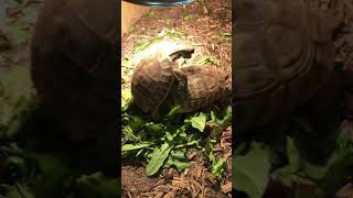 Tortoise breeding [upl. by Nosa]