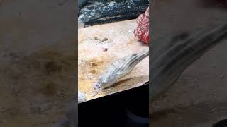 Fahaka puffer eating a earth 🪱 [upl. by Anoyek973]