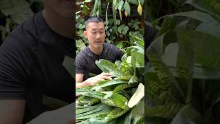 Easy Bromeliad General Care Tips  Vriesia ospinae var gruberi [upl. by Llirrem543]