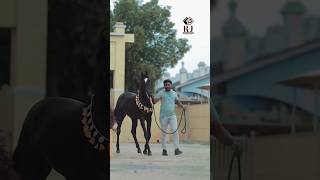 Horse jwellery Marwadi black horse viralvideo horse ghodiyan ghodi marwadihorse ghoda like [upl. by Deutsch]