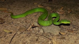 WhiteLipped Pit Viper trimeresurus albolabris venom [upl. by Lotsyrc]