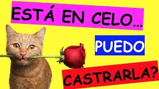 Se puede ESTERILIZAR CASTRAR a mi GATA si esta en CELO [upl. by Krutz333]