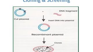 Recombinant Protein Expression in Ecoli [upl. by Alemak381]