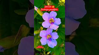 Thunbergia grandiflora Flowers plant tips and care propagation shorts thunbergia herbaceous [upl. by Anwat24]