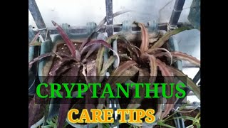 Cryptanthus bromeliad care tips [upl. by Acirederf864]