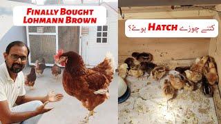 Finally Bought Lohmann Brown Chickens Chicks Hatching Update [upl. by Wardlaw]