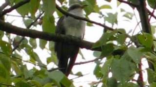 dab Yellow Billed Cuckoo singing [upl. by Kreegar889]