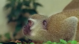 Monkey fight  Cheeky Monkey  BBC Earth [upl. by Rodolfo]