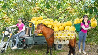 Use 3wheeled Vehicle Harvesting Many Grapefruit Goes To The Countryside Market Sell  Farm Life [upl. by George]