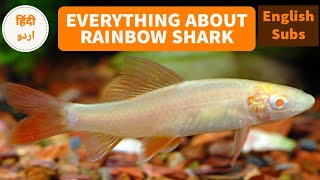 RAINBOW SHARK  CARE  DIET  TANK MATES  BREEDING AND MUCH MORE IN HINDI WITH ENGLISH SUBS [upl. by Yhtomiht]