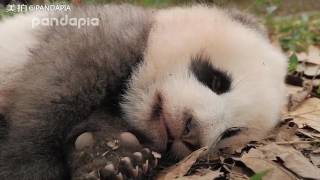 Panda Cub Chengshi makes sound quotHmmHmmmquot [upl. by Noram608]