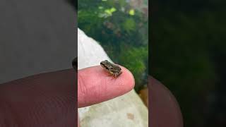 Tadpoles and adorable baby Froglet at 12 weeks [upl. by Nidraj]