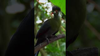 The eyes are like red coral inlaidWhitecheeked TuracoTauraco leucotisWildlife birds birds [upl. by Tahpos710]