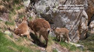 La famille de Rosa femelle bouquetin des Pyrénées [upl. by Enehpets]