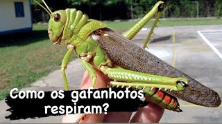 Respiração dos gafanhotos 🦗insetos [upl. by Hubbard]