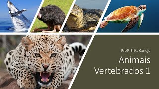 Animais vertebrados 1 [upl. by Enej211]