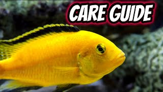 Yellow Lab Cichlid Care Guide The Best Beginner African Cichlid [upl. by Bertsche348]