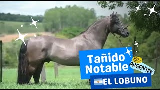 CABALLO CRIOLLO  TAÑIDO NOTABLE en BRASIL🇧🇷 [upl. by Annice]