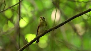 褐胸鶲 Brownbreasted Flycatcher [upl. by Tupler996]