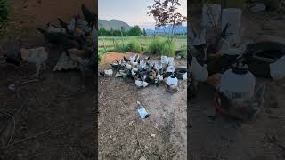 Chickens feeding in the morning chickenfeed [upl. by Chicoine]