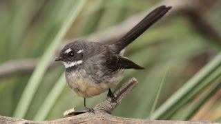 Grey Fantail southern beaches Tasmania [upl. by Nicholl]