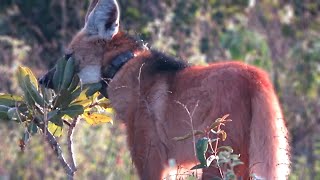 Wild Maned Wolf making sure the territory is his [upl. by Nevi985]