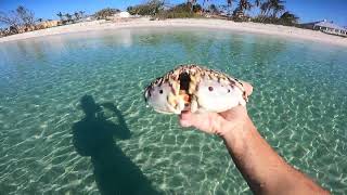 Flamed Streaked Box crab Calappa Flammea [upl. by Traweek]