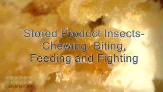 Stored Product Insects Chewing Biting Feeding and Fighting [upl. by Anelaf97]