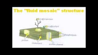 Cell Membranes  A Level AS Biology Revision [upl. by Iron]