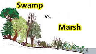 What is Swamp  Difference between Swamp amp Marsh  Geography terms [upl. by Aslehc]