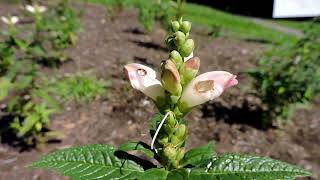 Capital Naturalist White Turtlehead Pollination and Cheats [upl. by Nalepka]