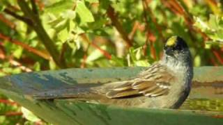 Goldencrowned Sparrow [upl. by Arzed]