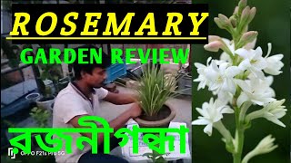 Rajanigandha  how to grow rosemary plant at home  রজনীগন্ধা  রজনীগন্ধা ফুল চাষ পদ্ধতি [upl. by Llenehs]