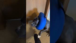 Chapo the praying Pitbull subscribe pitbull prayer [upl. by Leterg773]