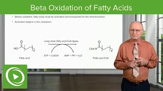 Beta Oxidation of Fatty Acids  Lipid Metabolism [upl. by Madison]