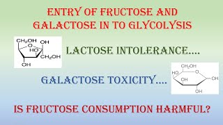 Entry of Fructose and Galactose into Glycolysis [upl. by Ecnarwal]